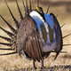 A sage grouse in 2015.